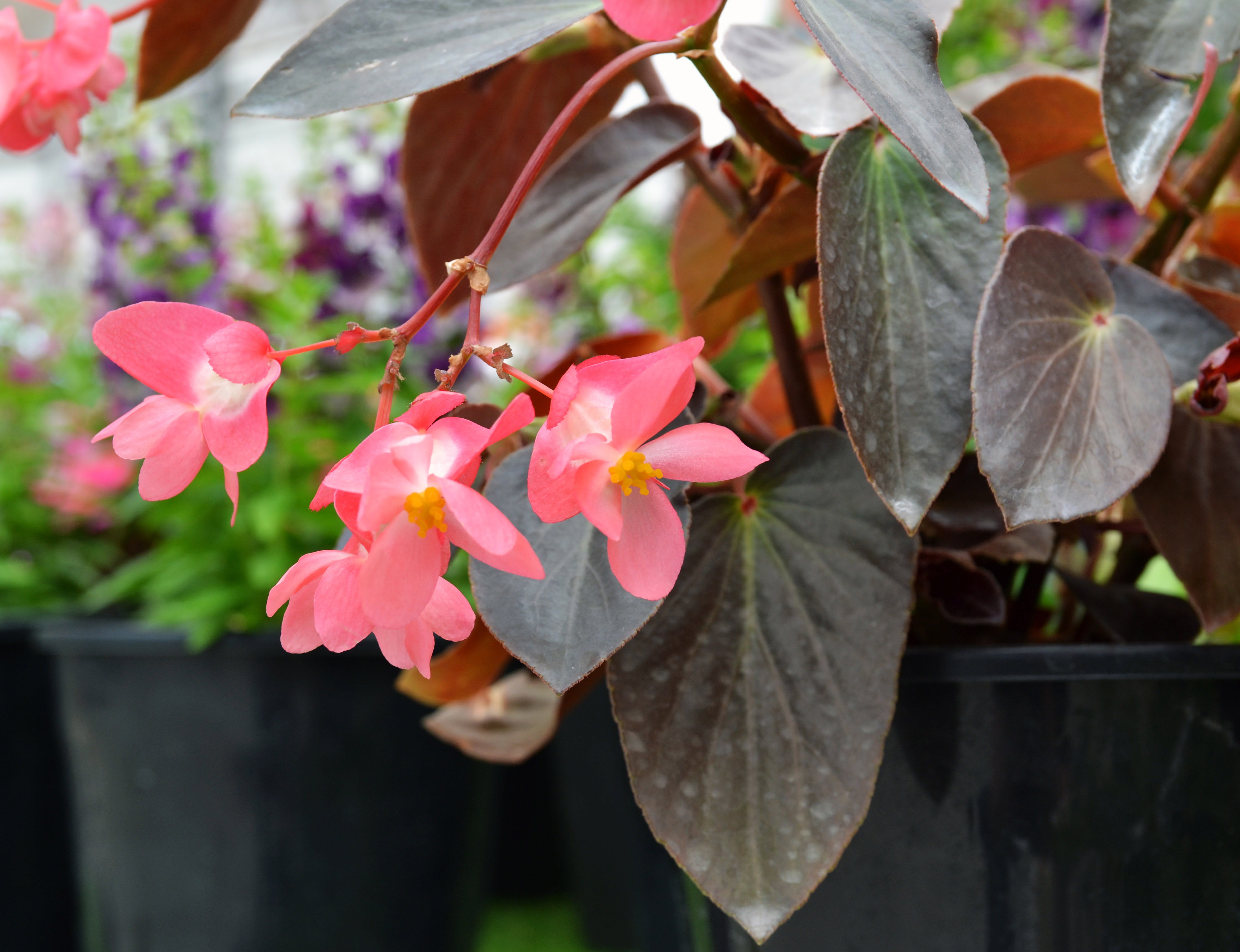 begonia-dragon-wing-pink-bronze-leaf-ball