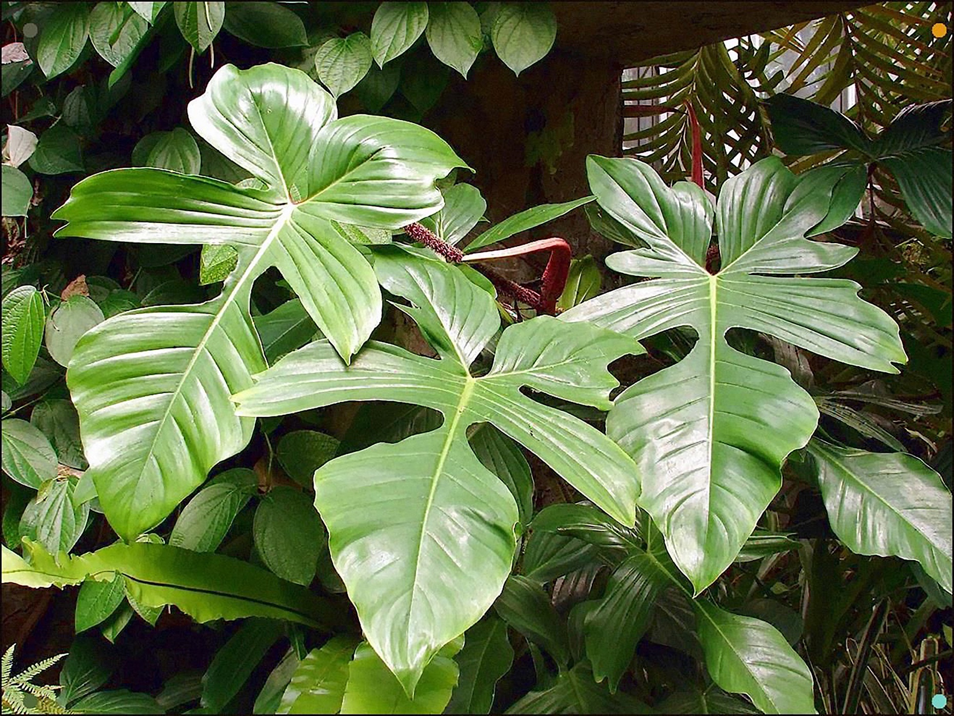 Комнатные растения большие листья фото с названиями. Филодендрон. Филодендрон чешуеносный. Филодендрон сквамиферум. Филодендрон бипинафидиум.