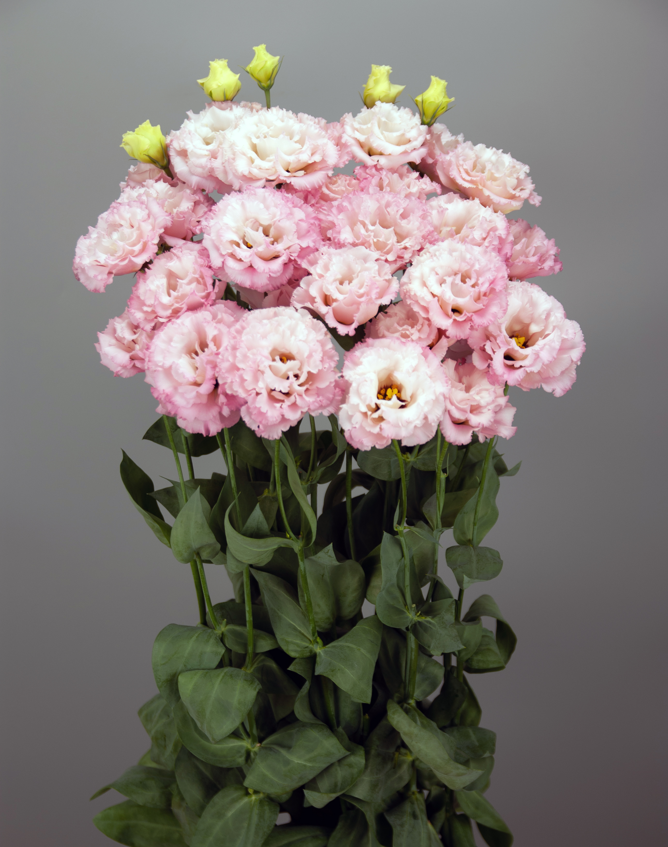 Lisianthus Celeb 3 Pink Lisianthus Celeb 3 Pink