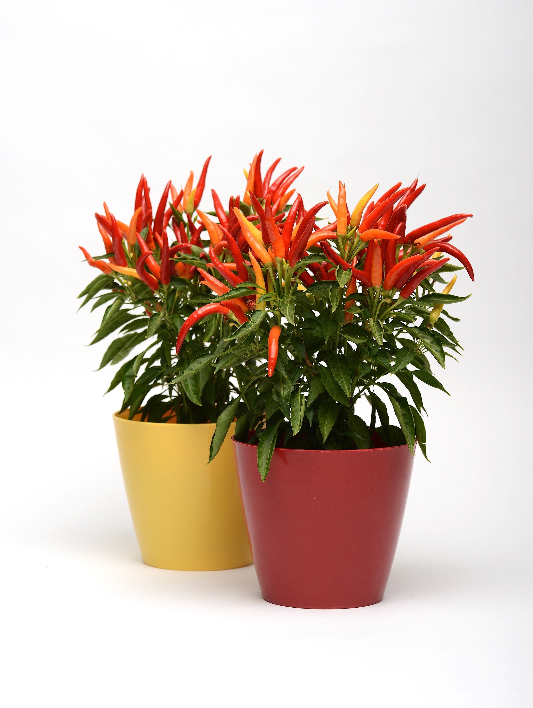 Capsicum Ornamental Chilly Chili – Ball Australia